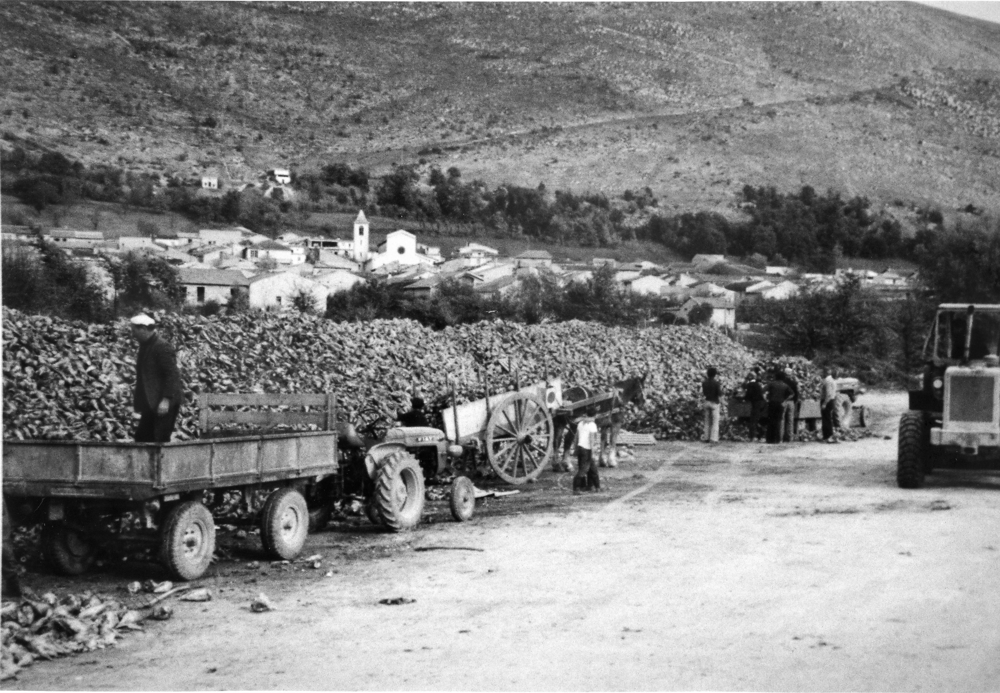 Lo zuccherificio, le barbabietole e le “pese” delle&nbsp;Cese