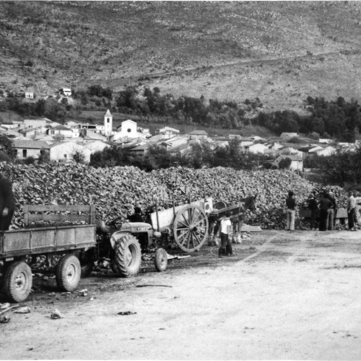 Lo zuccherificio, le barbabietole e le “pese” delle&nbsp;Cese