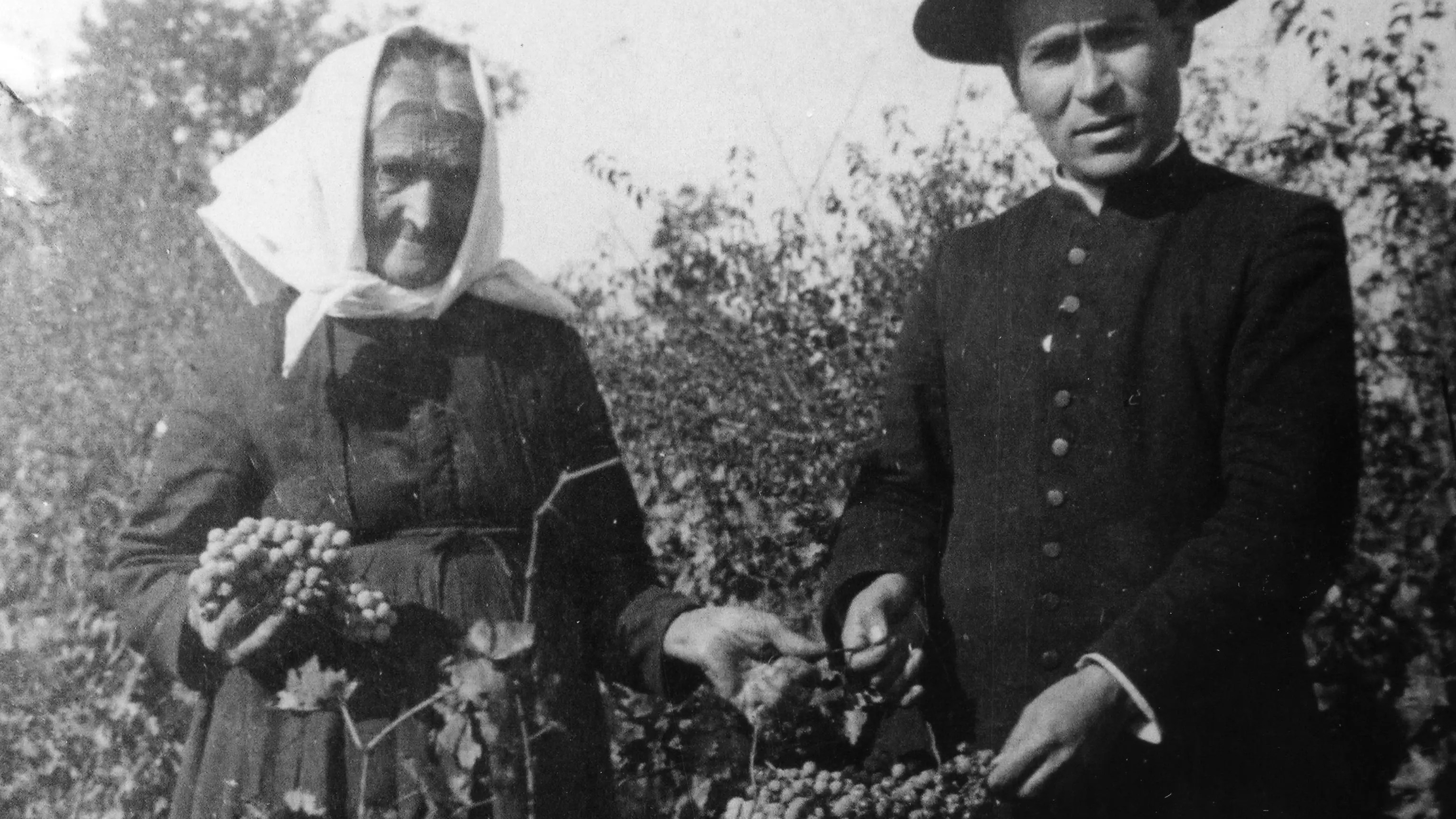 Lo ‘mericanéjjo e l’uva delle&nbsp;Cese