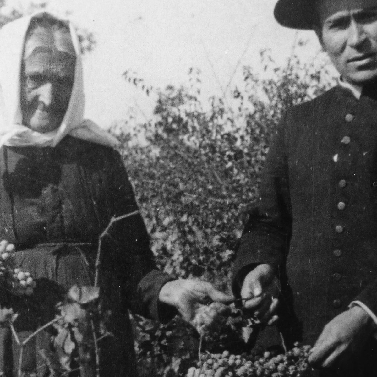 Lo ‘mericanéjjo e l’uva delle&nbsp;Cese