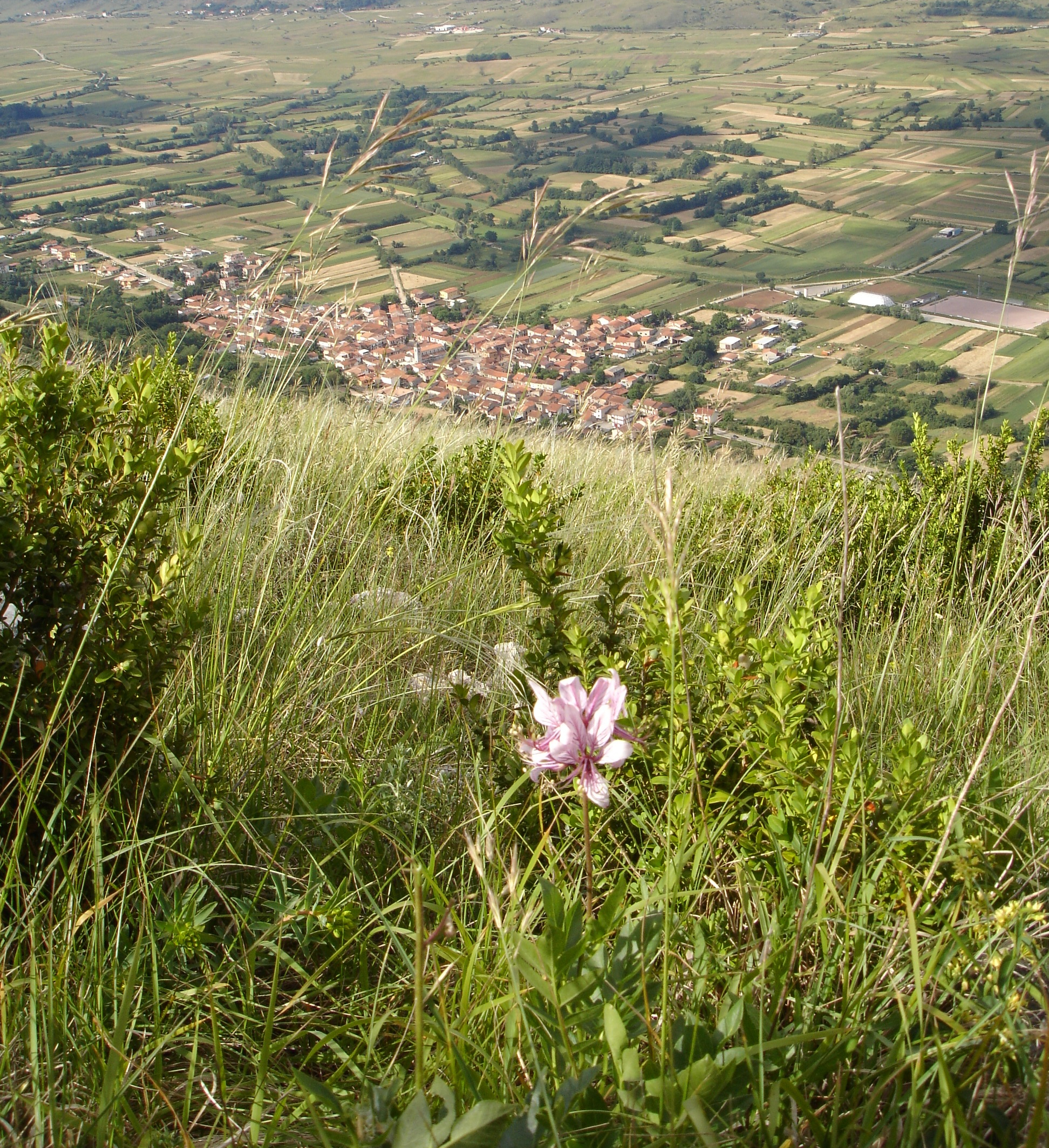 Le rarità floreali di Cese, il dittamo, i&nbsp;miti