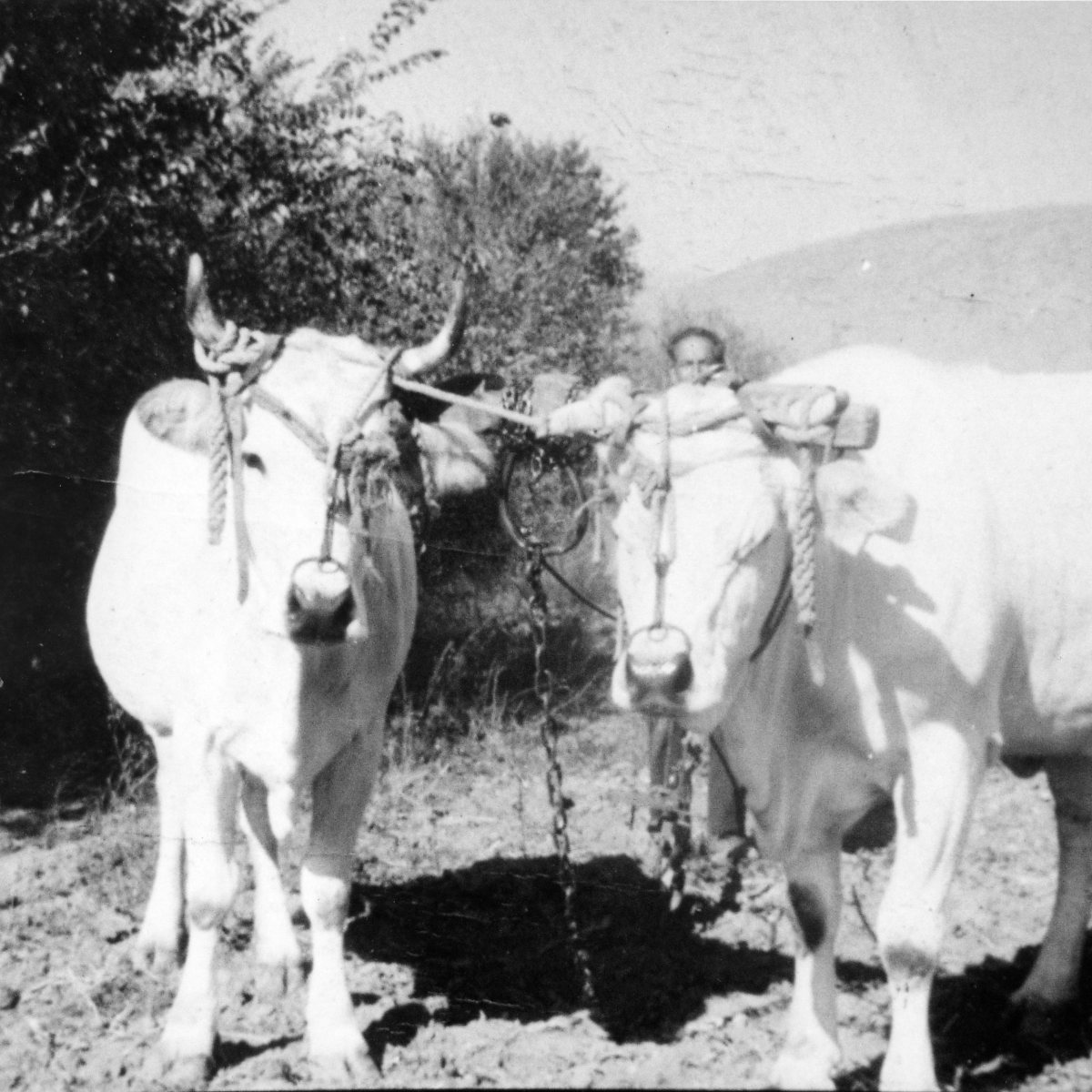 La “sòcceta delle vacchi” e la società della&nbsp;trebbia