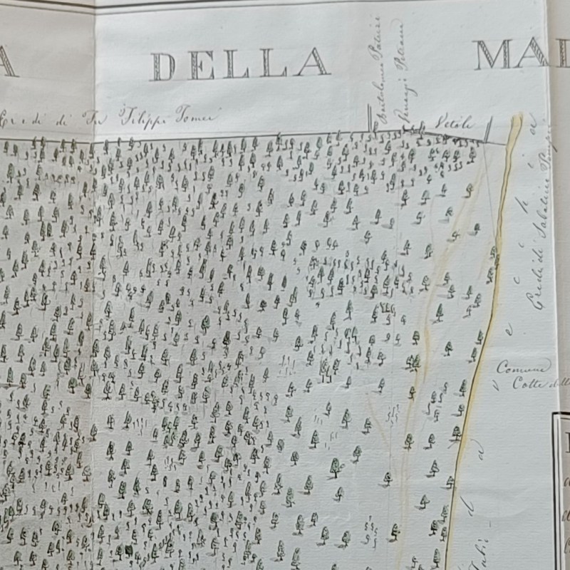 La “Selva della Madonna”, figlia dell’antica selva&nbsp;palentina